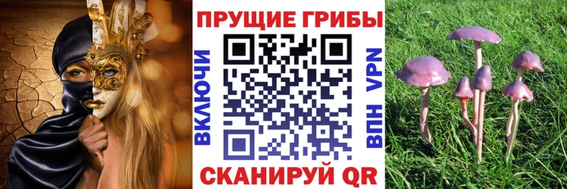 Галлюциногенные грибы Psilocybe  Кандалакша 